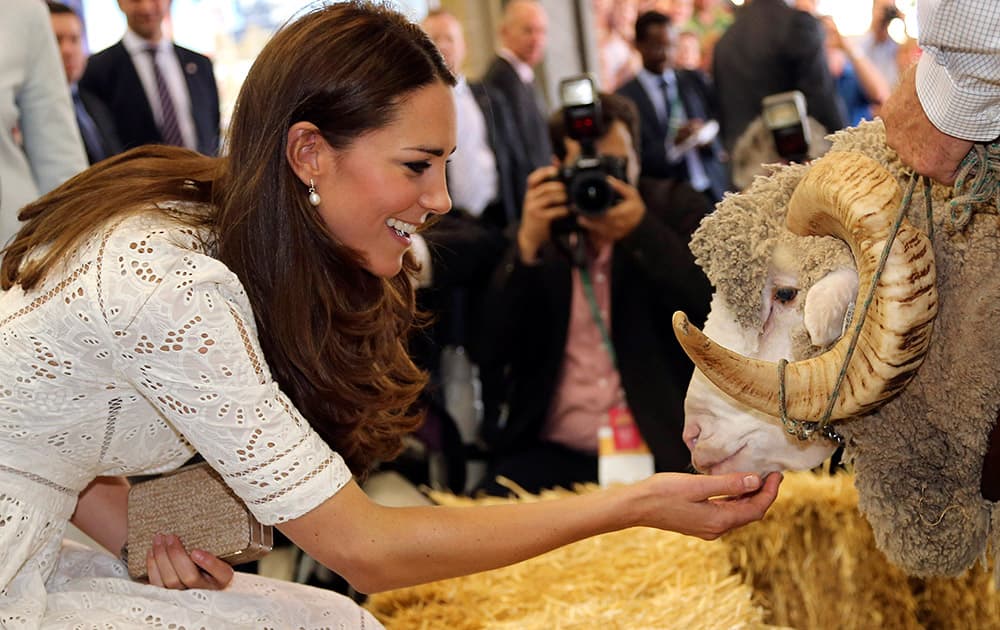 Britain`s Kate, Duchess of Cambridge, pats Fred the Merino Ram during a visit to the Royal Easter Show in Sydney, Australia.