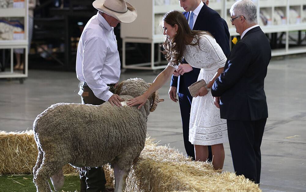 Britain`s Prince William watches as his wife, Kate, the Duchess of Cambridge, pats a ram during a tour of sheep and wool exhibition at Sydney Easter Show in Sydney, Australia.