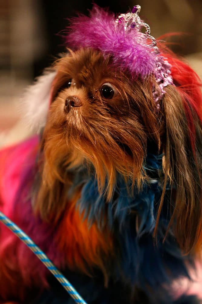 Frankie, a shih tzu breed, stands at a booth displaying dog hair dyes at the Intergroom dog grooming trade show, in East Rutherford, N.J.