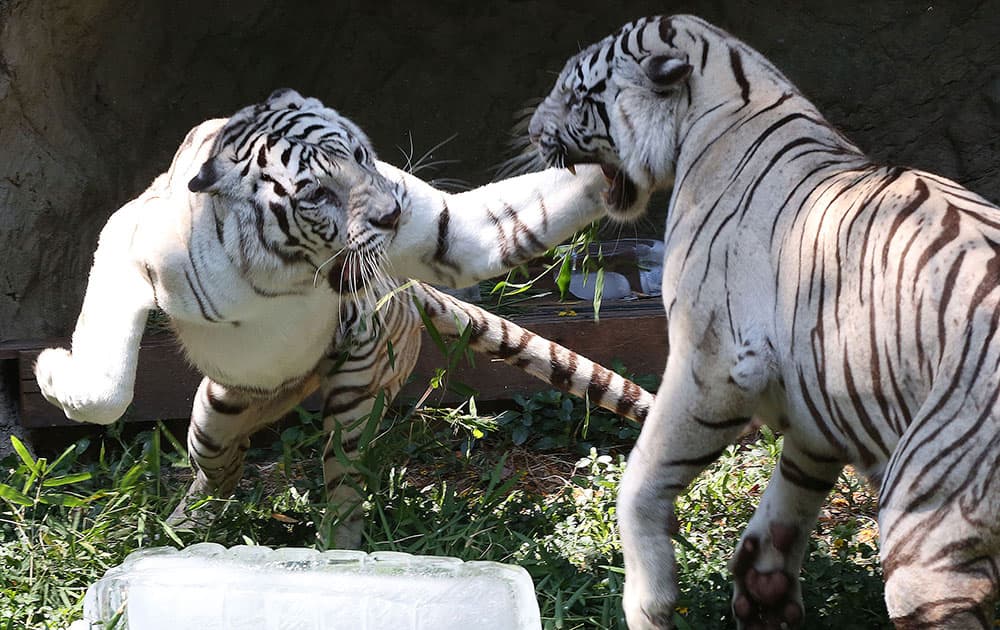 Erika, left, a 17-year old white Bengal tiger, fights for occupying ice cube with 8-year old Nong Neung inside their enclosure at Dusit zoo.