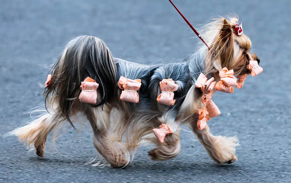 A Yorkshire Terrier leaves the hall during an International dog show in Schoenefeld near Berlin, Germany.