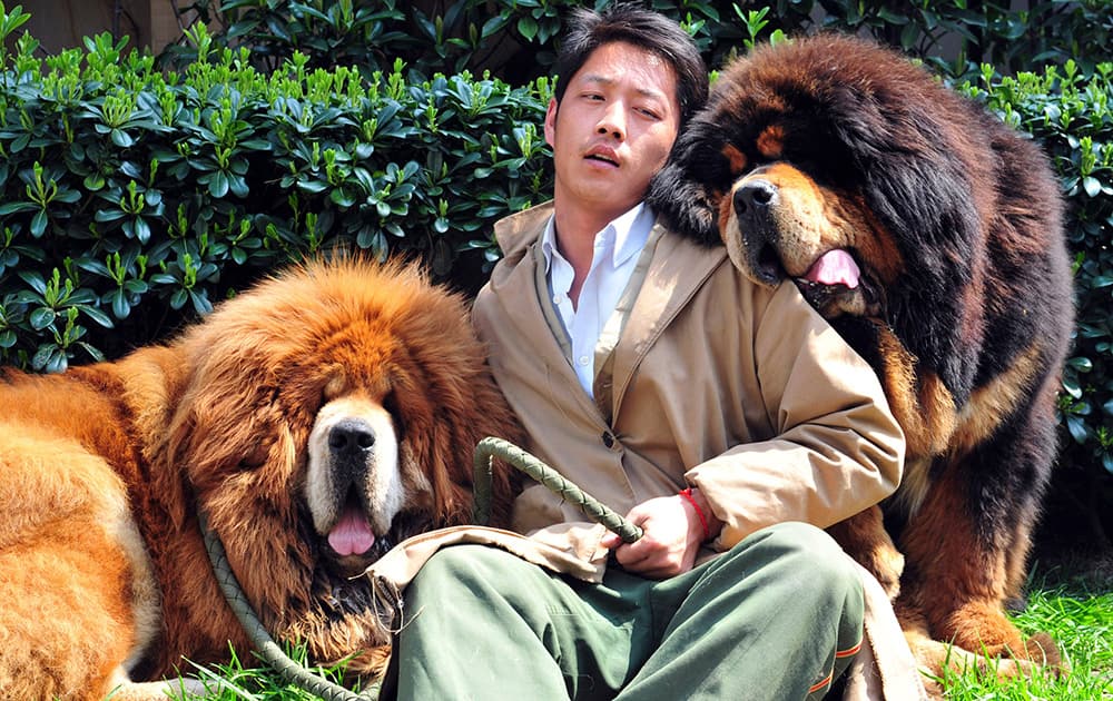 A Chinese man working for a dog breeder bids farewell to two Tibetan mastiffs he had been caring for outside a hotel in Tongxiang city in east China`s Zhejiang province. A Chinese dog breeder said Thursday that a property developer paid him 18 million yuan ($3 million) for the Tibetan mastiff twins, highlighting how the breed has become a status symbol for China`s rich.