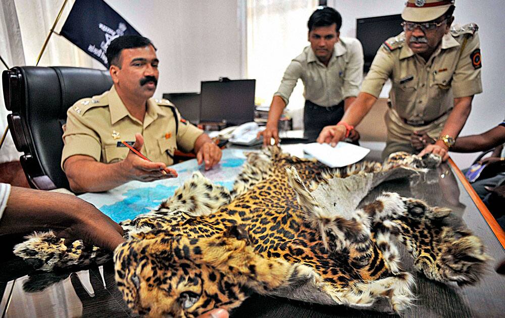Police officers showing to the media the tiger-skin recovered from 8 arrested smugglers in Sangli.