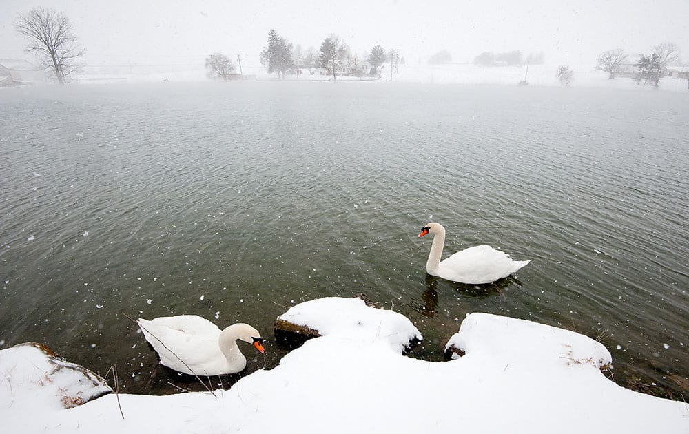 Fog covers Silver Lake as a pair of swans roam the shores for food during the snow storm, near Dayton, Va.