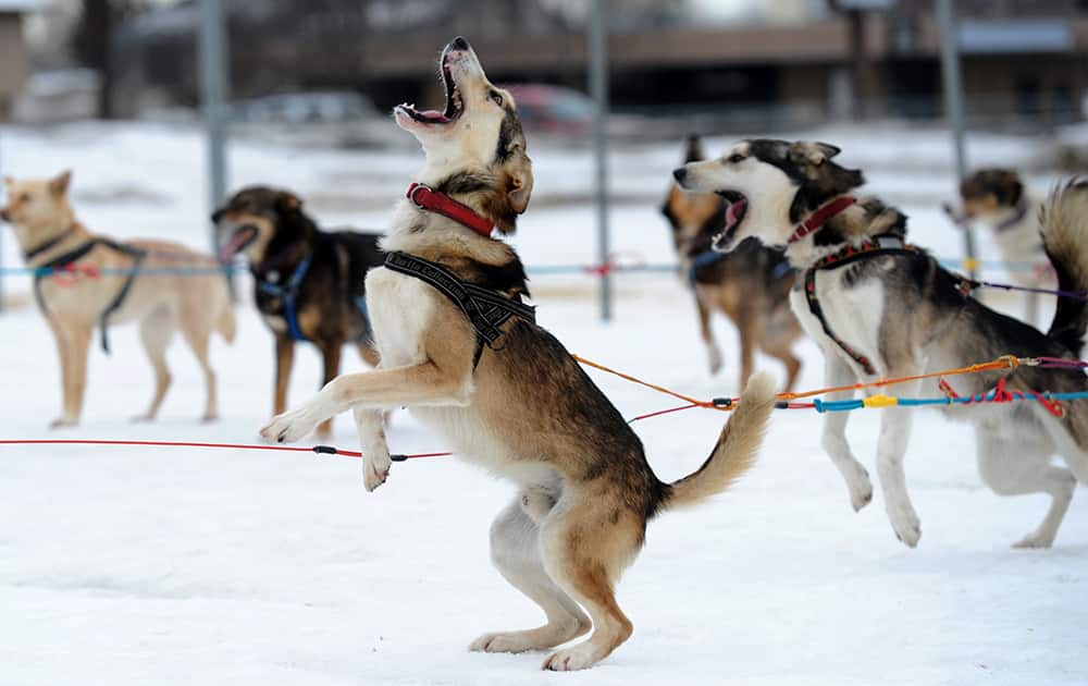 Saki is ready to go as Iditarod musher Michelle Phillips of Tagish, Yukon, takes her dogs out for a run at Tozier Track in Anchorage, Alaska.