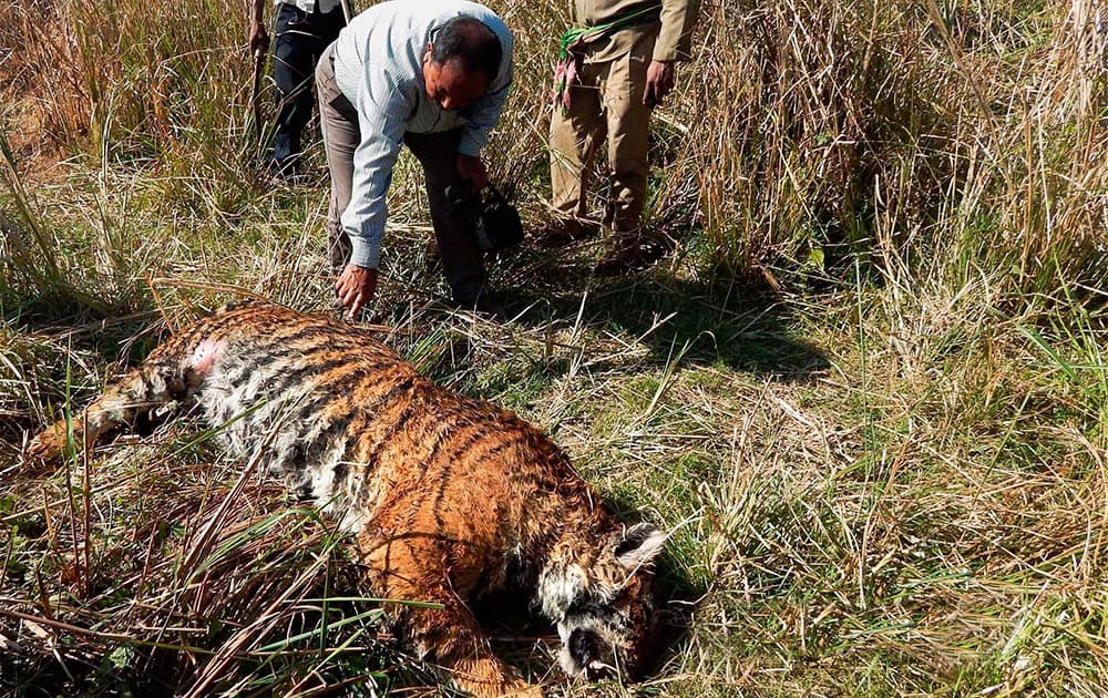 Forest officials examining the carcass of a tiger found at the Burapahar range of Lahorani forest camp at the Kaziranga National Park in Assam.