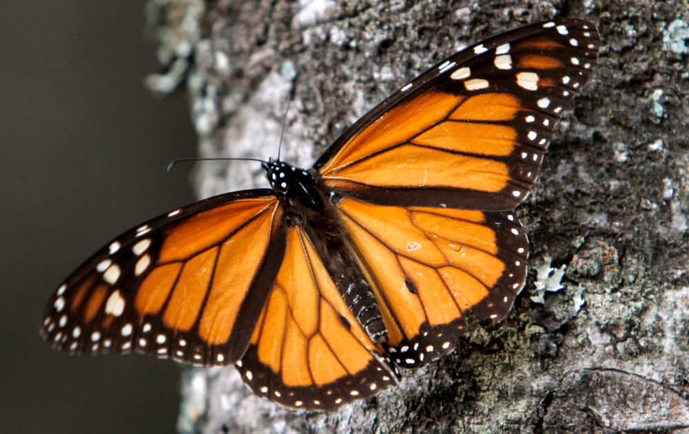 Monarch butterfly sits on a tree trunk at the Sierra Chincua Sanctuary in the mountains of Mexico`s Michoacan state.
