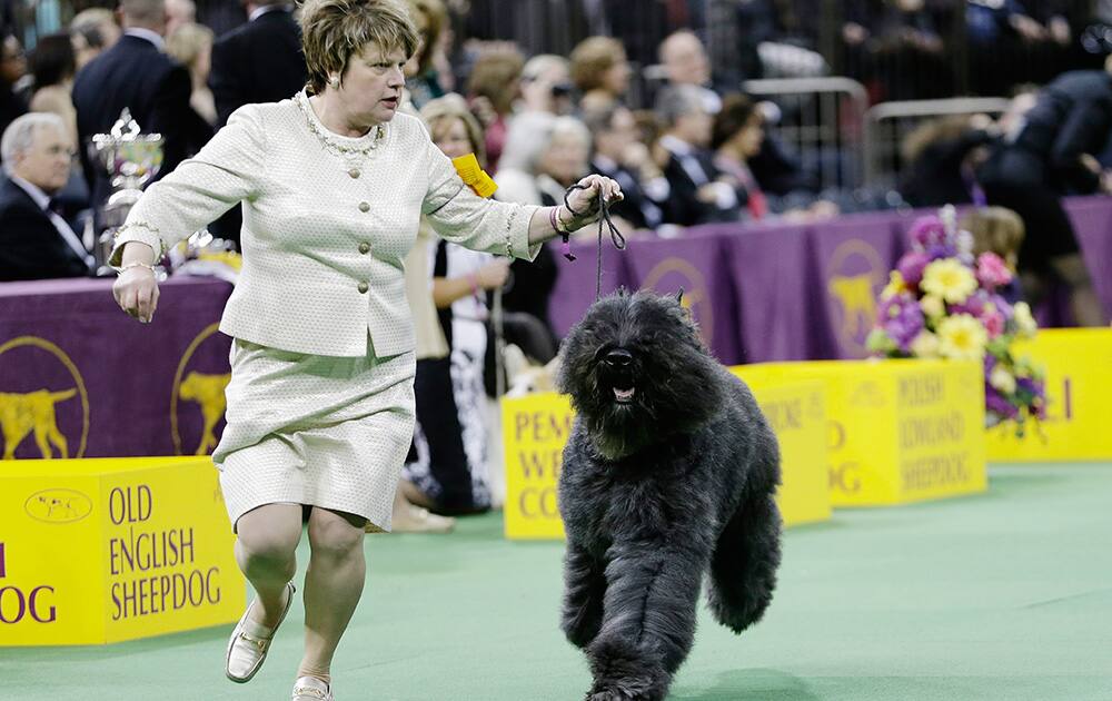 A Bouvier des Flandres competes with other dogs in the Herding group during the 138th Westminster Kennel Club dog show in New York. Coco, a cardigan welsh corgi, won the group.