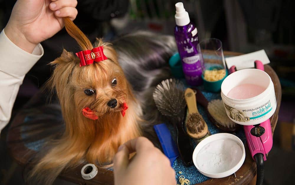 Jordan, a Yorkshire terrier, is prepped in the benching area during the Westminster Kennel Club dog show, in New York.