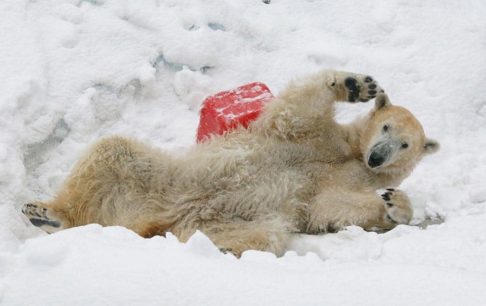 A white bear plays in the snow at Ueno Zoo in Tokyo. The Japan Meteorological Agency issued the first heavy snowfall warning for central Tokyo in 13 years.