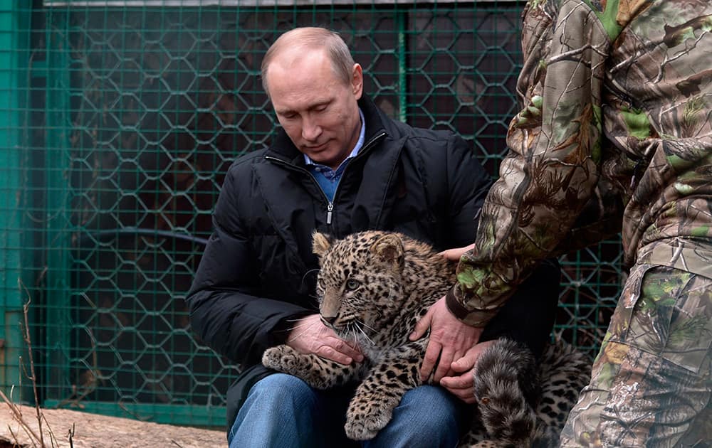 Russian President Vladimir Putin pets a snow leopard cub at the snow leopard sanctuary in the Russian Black Sea resort of Sochi.