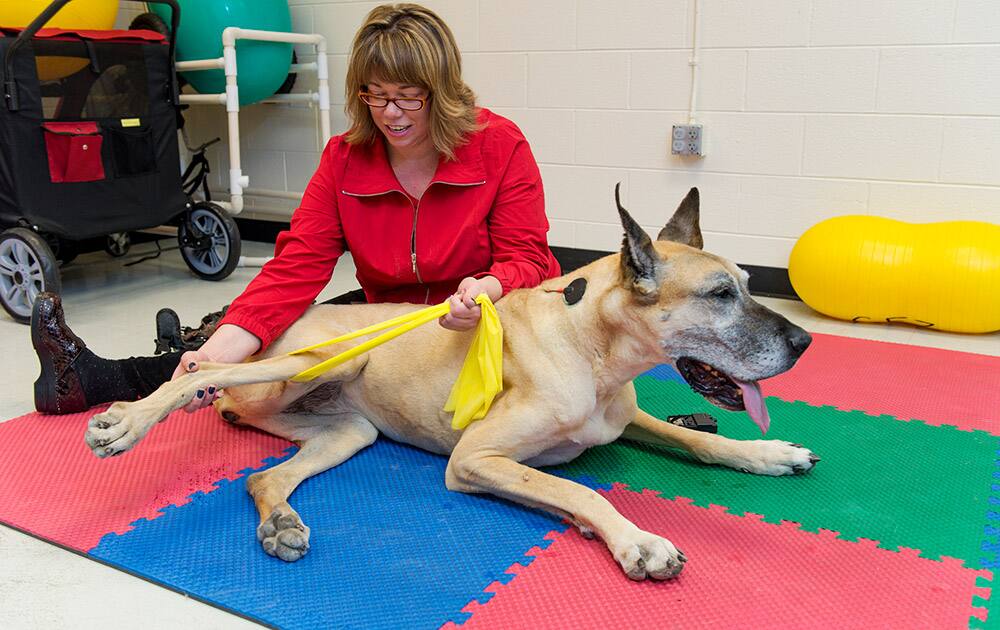 Sasha Foster, rehabilitation therapist, works with a great dane named Claire who receives electrical stimulation for pain management and therapeutic exercise for hind limb weakness due to a congenital neck injury commonly known as