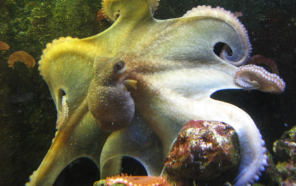 This photo shows Mama Cass, a tank born female Octopus briareus, 8 months old, displaying the magnificent web of this species. Denise Whatley of Atlanta, Georgia, teaches her octopuses that if they come to one corner of the tank, they’ll get attention, and if they go to another spot, she’ll take her hand out of the tank.