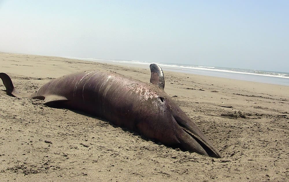 A dolphin carcass lies on the beach at Puerto Eten in Lambayeque, Peru. ore than 400 dead dolphins were found last month on the Pacific Ocean beaches where twice that amount were encountered in 2012, Peruvian officials said Monday.