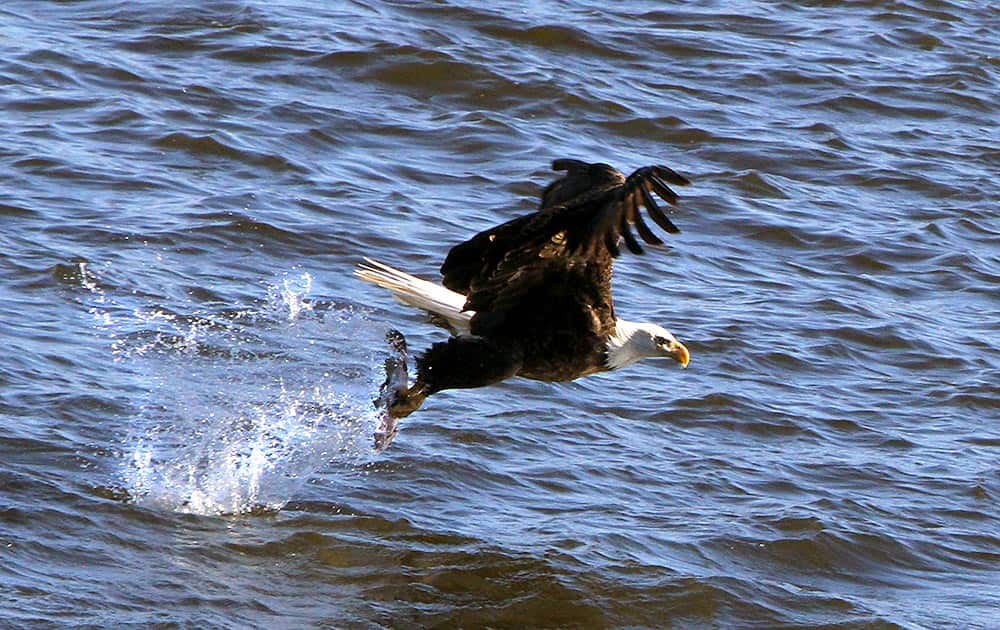 A Bald Eagle picks a fish from the water at Lock and Dam 14 near Le Claire, Iowa. Ken Kester of Clinton, Iowa, uses an oversized homemade slingshot to throw fish out into the Mississippi River.