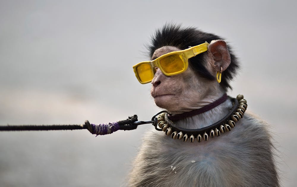 An eight-months-old trained monkey sits on a can next to his owner, holding the leash as they wait for customers to perform to in a park in Islamabad, Pakistan.