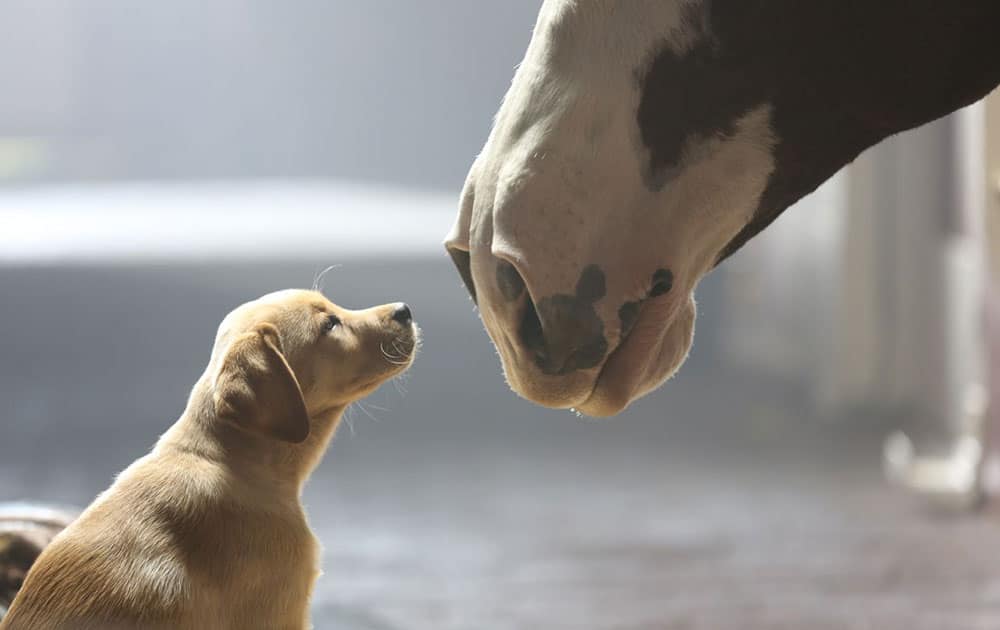 This frame grab provided by Anheuser-Busch shows the company`s 2014 Super Bowl commercial entitled `Puppy Love`. The ad will run in the fourth quarter of the game.
