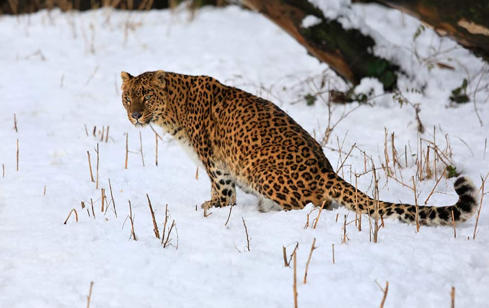 A female leopard sits inside a snow covered enclosure at Dachigam Wildlife Sanctuary, outskirts of Srinagar.