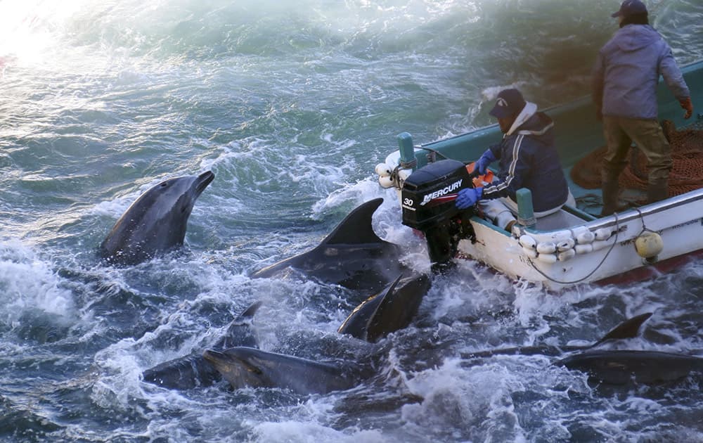 Fishermen on boats go over bottlenose dolphins in Taiji, western Japan. Japanese fishermen have finished killing about 40 dolphins targeted for their meat as part of a larger group trapped recently in what activists say was the biggest roundup they have witnessed in the last four annual hunts.