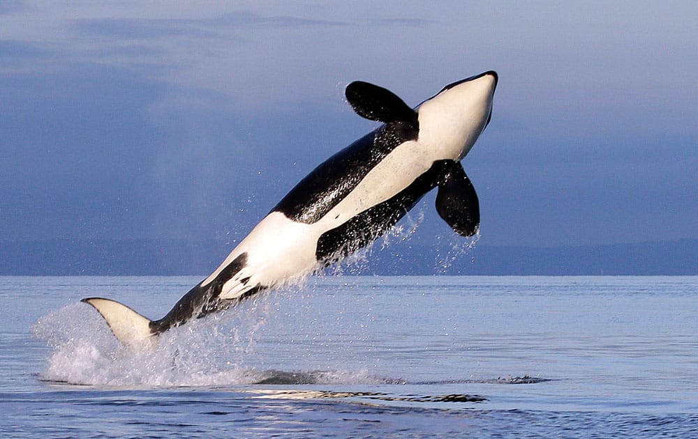 A female resident orca whale breaches while swimming in Puget Sound near Bainbridge Island as seen from a federally permitted research vessel .