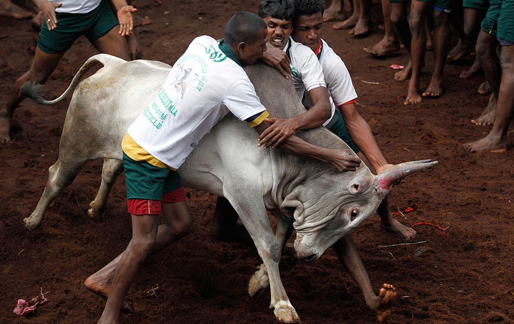 Participants try to hold on to a bull during a bull-taming sport, called Jallikattu, in Alanganallor, about 424 kilometers (264 miles) south of Chennai.