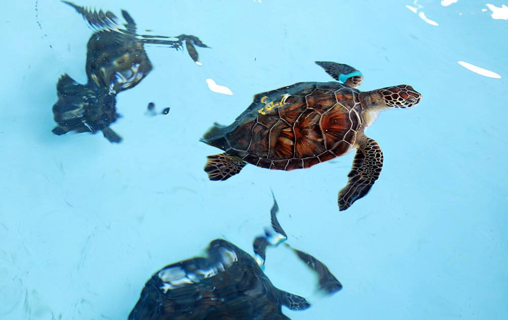 A sea turtle comes up for a gulp of air while at Gulf World Marine Park in Panama City Beach, Fla. Dozens of endangered sea turtles that needed rescue after recent cold snaps have been released back into the Gulf of Mexico off northwest Florida.