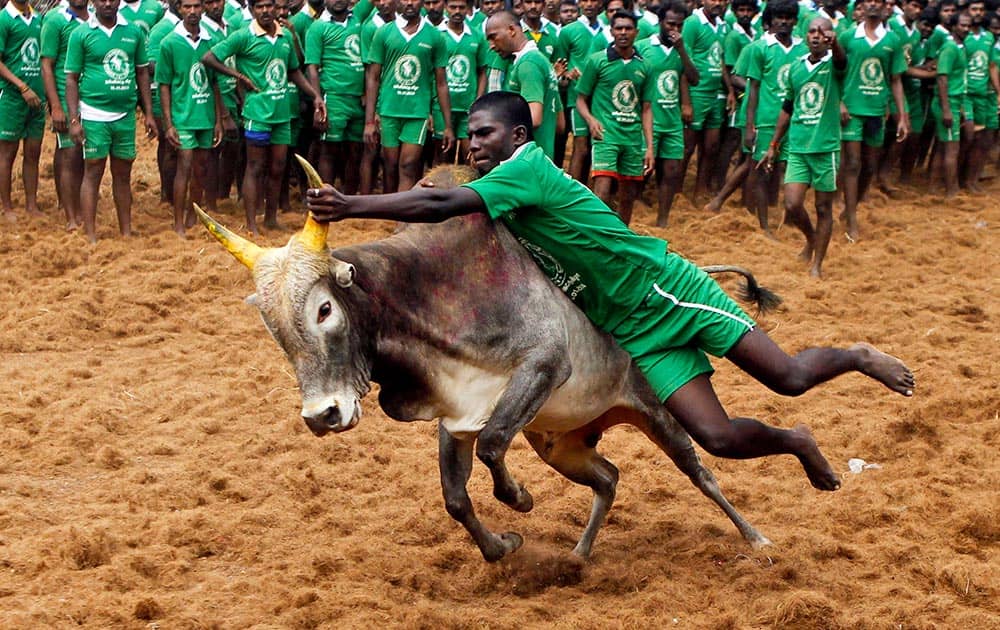 A participant hangs on to the horn of a bull during a bull-taming sport called Jallikattu in Palamedu, about 434 kilometers (269 miles) south of Chennai.