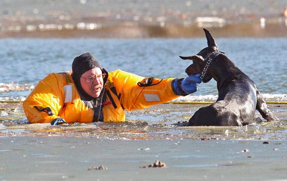 St. Louis firefighter Stan Baynes, from Rescue Squad 1C, keeps a Poberman Pinscher named Diablo above water while he is rescued from the lake in O`Fallon Park in St. Louis.