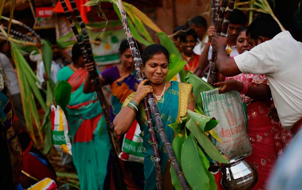Ethnic Tamil Hindu women carry sugar cane and turmeric plant as they arrive to cook special food to celebrate the harvest festival of Pongal at the Dharavi Slum in Mumbai.