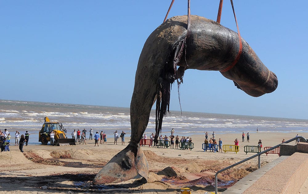 The carcass of a sperm whale that washed ashore on Carrasco beach is lifted with a crane, in Montevideo, Uruguay.