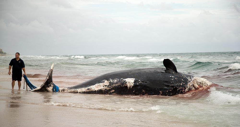 A rescue official tries to remove a large, dead sperm whale that washed up on a Boca Raton, Fla. beach.