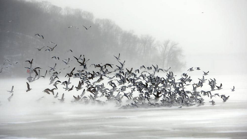A flock of gulls flies against frigid winds of an arctic cold front over the ice of Irondequoit Bay in Irondequoit, N.Y.