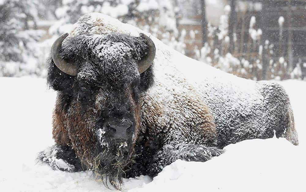 A bison at Brookfield Zoo, is covered in snow and doesn`t seemed phased by the frigid temperatures or snow blowing through the Chicago area.