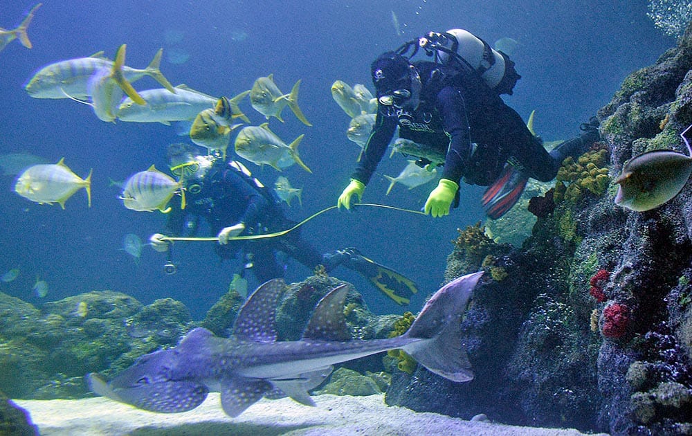 Divers are counting and measuring the residents of an aquarium during the annual stocktaking in Oberhausen, Germany.