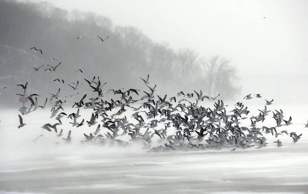 A flock of gulls flies against frigid winds of an arctic cold front over the ice of Irondequoit Bay in Irondequoit, N.Y.
