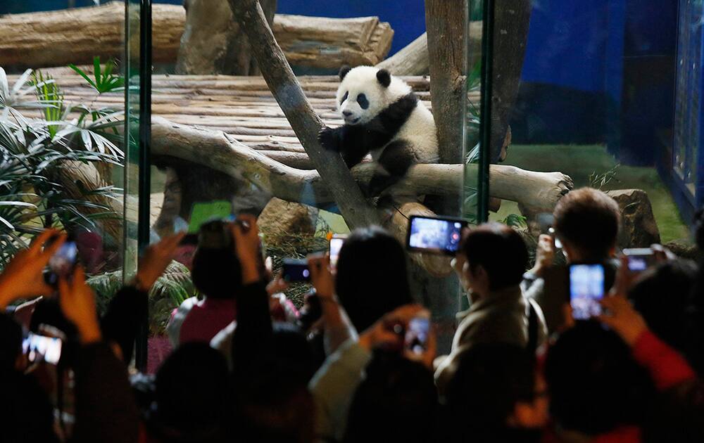 Crowds of visitors eagerly try to capture images of Taiwan`s six-month-old panda cub Yuan Zai during her first public viewing at the Taipei Zoo in Taipei, Taiwan.