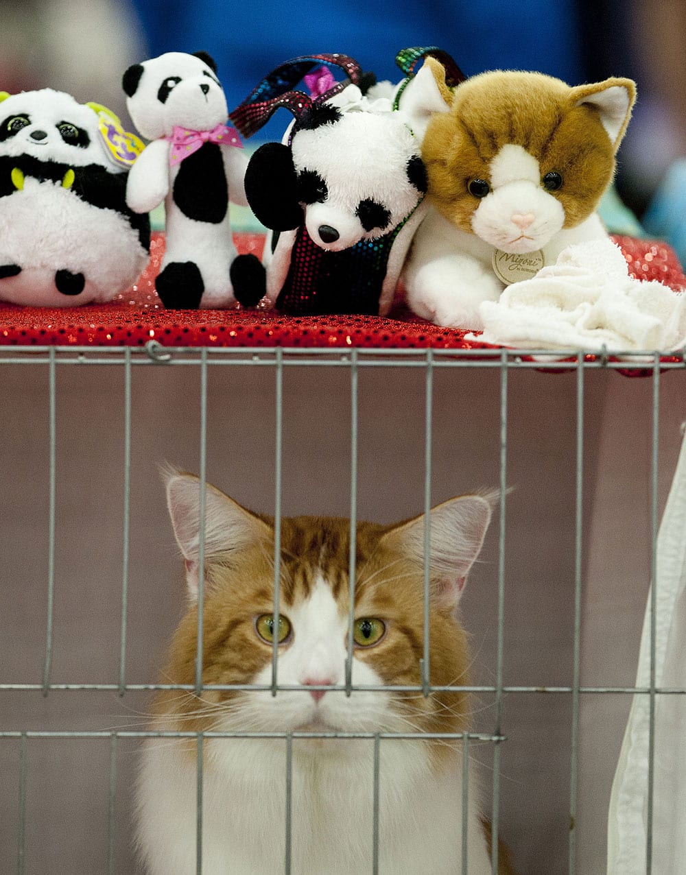 A Maine Coon cat named Phoenix waits in their cage to be shown at the Houston Cat Club`s 61st Annual Charity Cat Show at the George R. Brown Convention Center in Houston.
