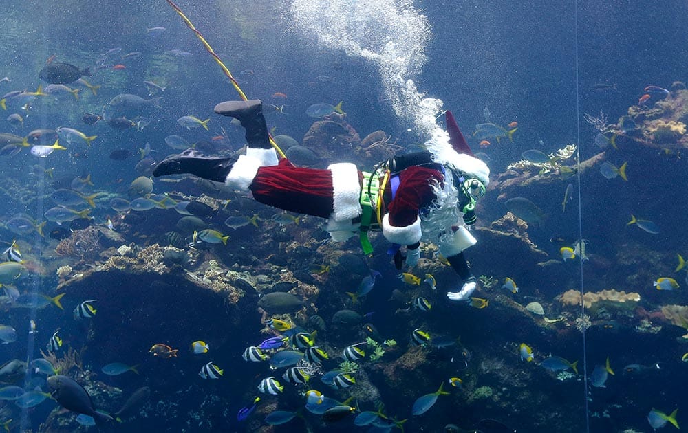 Diver George Bell, dressed as Santa Claus, scuba dives into the 212,000 gallon Philippine coral reef tank as part of the `Tis the Season for Science holiday exhibit at the California Academy of Sciences in San Francisco.
