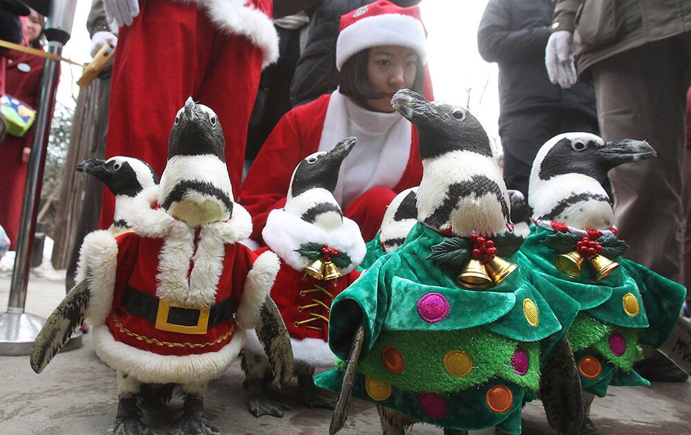 Penguins, dressed in Santa Claus and Christmas tree costumes, parade through spectators during a Christmas event at the Everland amusement park in Yongin, South Korea.