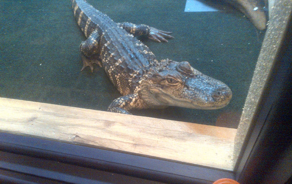 Wally, a 4-foot alligator, is shown in this undated photo provided by the operators of Cajun Gator, a restaurant in Port Huron, Mich.