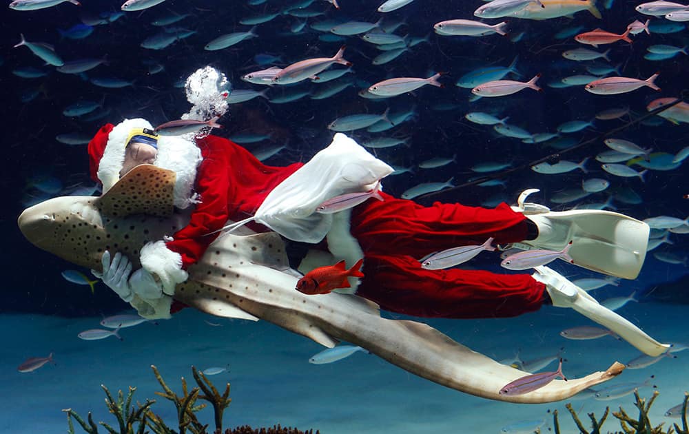 A Sunshine International Aquarium staff member dressed in a Santa Claus costume embraces a Zebra shark as he swims with fish inside the aquarium in Tokyo.