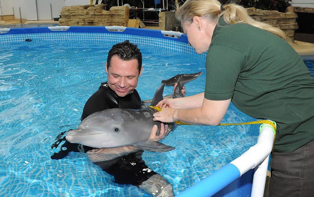 This photo provided by the Chicago Zoological Society, Mark Gonka, lead trainer for the Chicago Zoological Society, assists marine mammal curator Rita Stacey as she measures the girth of a 6-week-old bottlenose dolphin at the Brookfield Zoo in Brookfield, Ill.