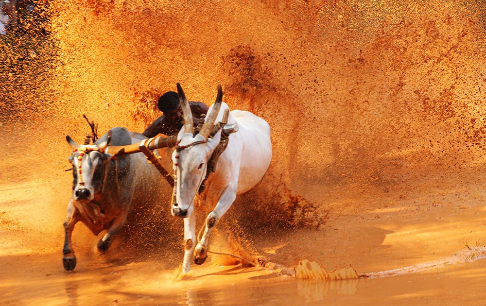 A contestant bites the tail of one of the bulls to make it run faster, as he races a pair of bulls at an oxen race competition held at a paddy field in Malappuram, Kerala state, India.