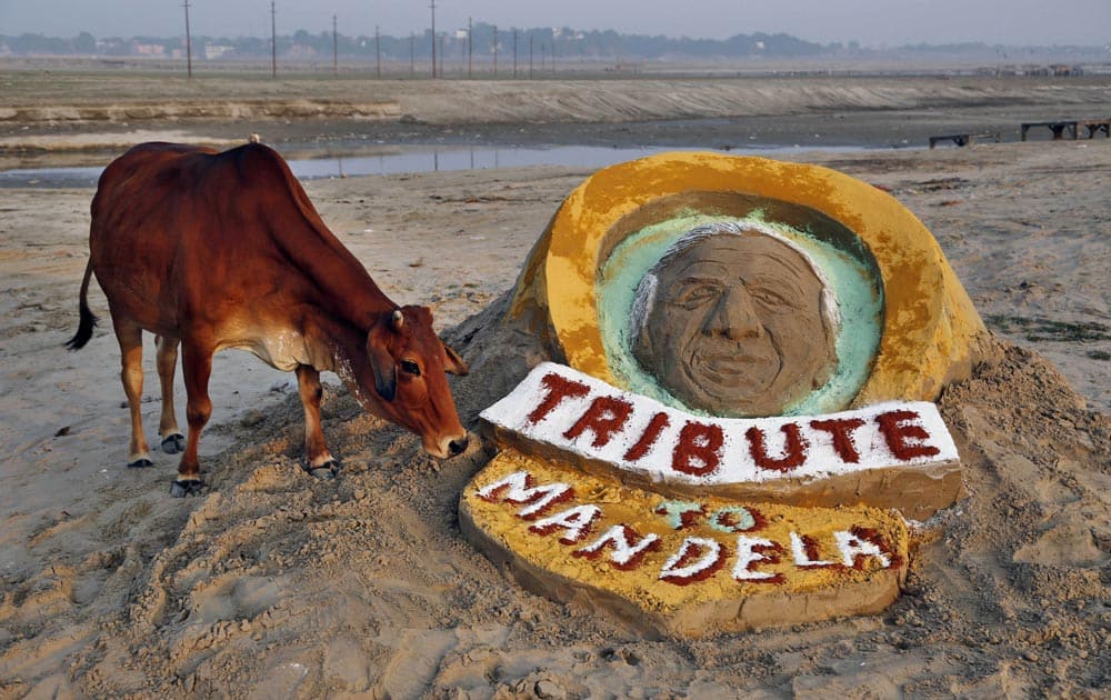 A cow stands near a sand sculpture of Nelson Mandela made by few Indian students at Sangam, the confluence of the Rivers Ganges, Yamuna, and the mythical Saraswati, in Allahabad.