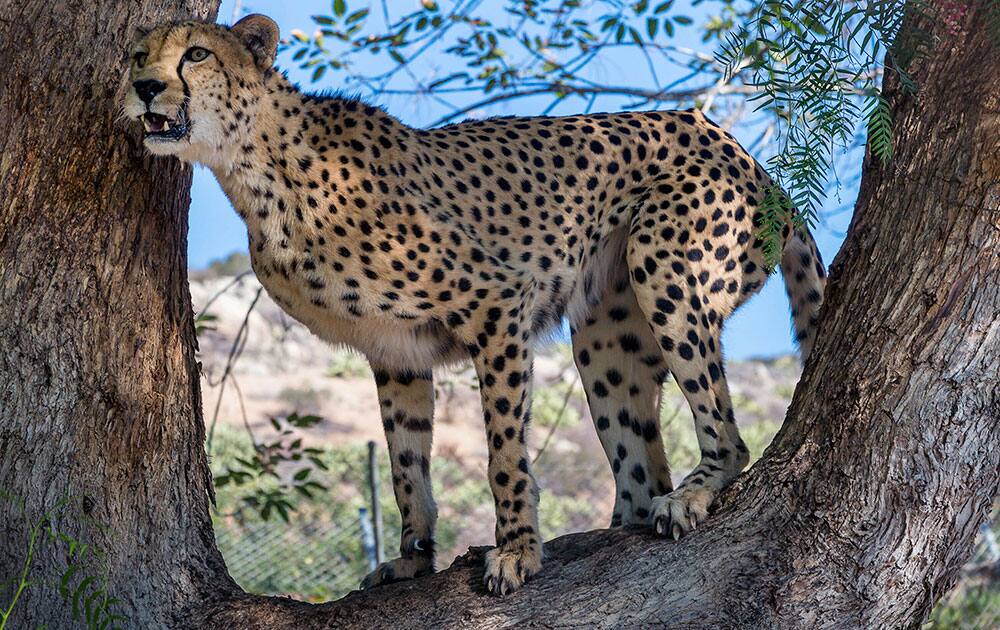 This image released by the San Diego Zoo shows Noka, a 14-year-old male cheetah, is perched in a tree investigating the exhibit of a female cheetah.