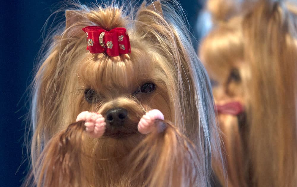 Two Yorkshire Terriers wait to parade before the judges at the Yorkshire Terrier dog show in El Escorial in central Spain.