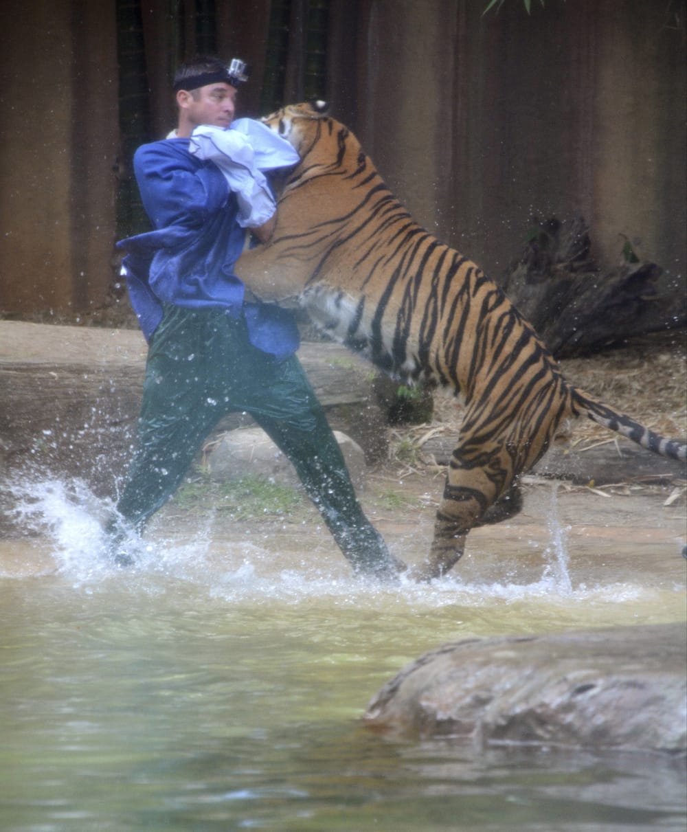 A Sumatran tiger leaps on Australia Zoo handler Dave Styles in an enclosure at a zoo in Sunshine Coast, Australia. Styles who suffered puncture wounds to his head and shoulder was rescued by fellow workers at the zoo.