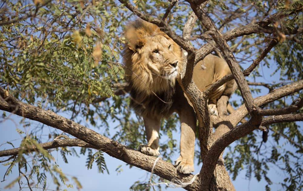 Salam, 5, an African lion, stands on the branches of a tree at the Ramt Gan safari near Tel Aviv, Israel. Tree-climbing lions are relatively uncommon and are best known for their populations in Uganda`s Queen Elizabeth National Park and Tanzania`s Lake Manyara national Park.