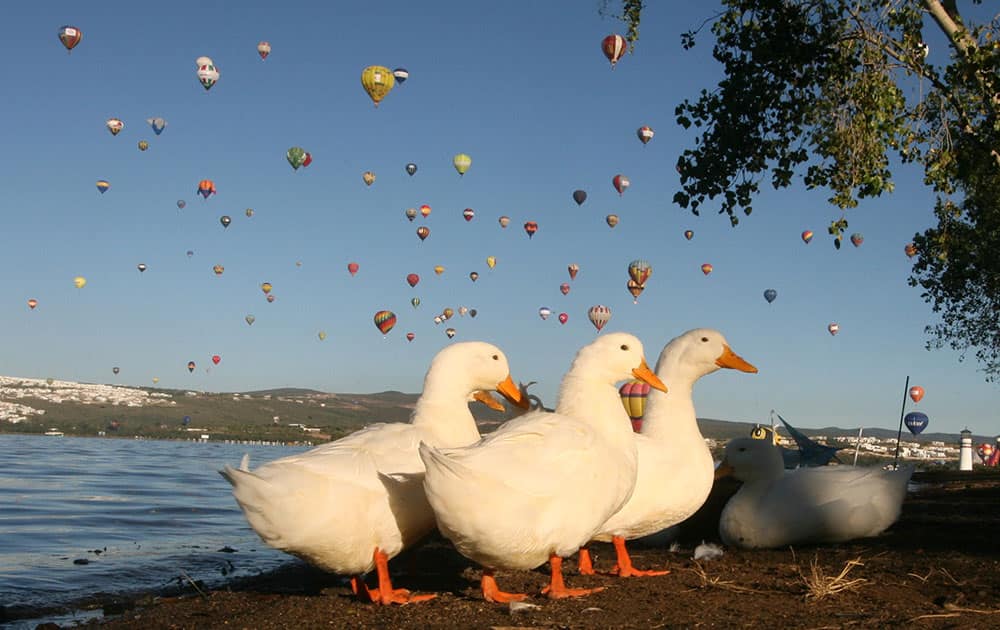 Geese walk on the shores of the Palote dam as balloons fly overhead during the last day of the Hot Air Balloon Festival in Leon, Mexico. More than 200 balloons from different countries participated in this year`s festival.