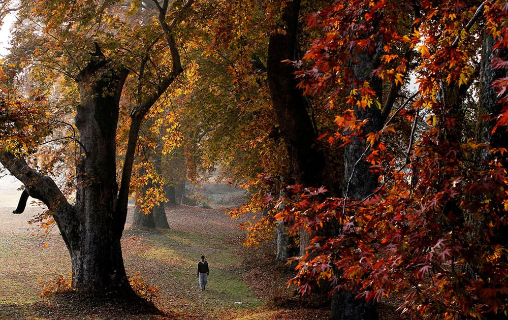 A Kashmiri boy walks in a garden, covered with fallen Chinar leaves on the outskirts of Srinagar.